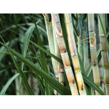 Rouleau de pellicule adhesive bio format 25 x 0.5m
