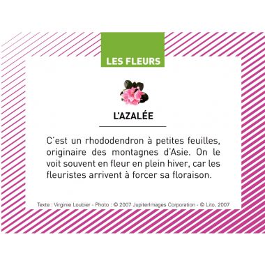 Boite de 100 images Les Flaconeurs