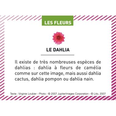 Boite de 100 images Les Flaconeurs