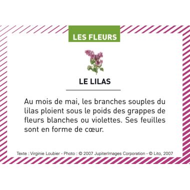 Boite de 100 images Les Flaconeurs