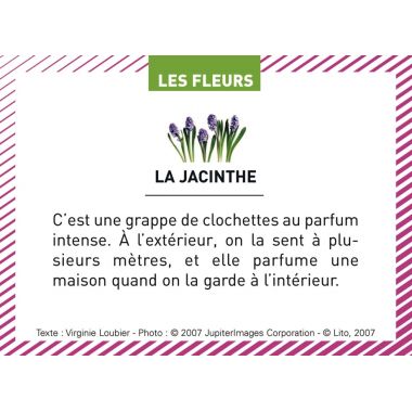 Boite de 100 images Les Flaconeurs