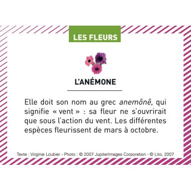 Boite de 100 images Les Flaconeurs