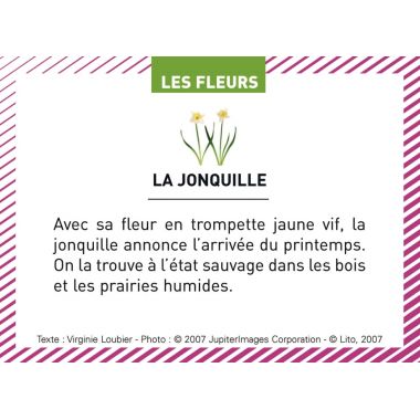 Boite de 100 images Les Flaconeurs