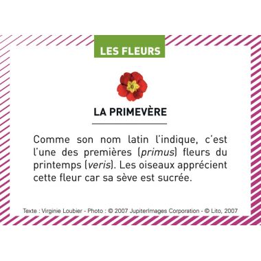 Boite de 100 images Les Flaconeurs