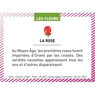 Boite de 100 images Les Flaconeurs