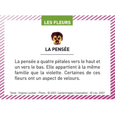 Boite de 100 images Les Flaconeurs