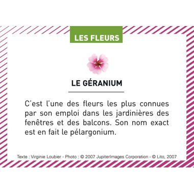 Boite de 100 images Les Flaconeurs
