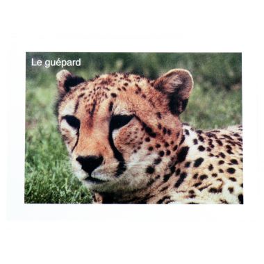 Lot de 96 images en planche dimensions 6 x 8 cm