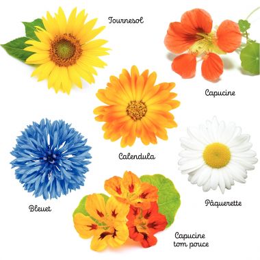 Carton de 30 sachets de graines de fleurs