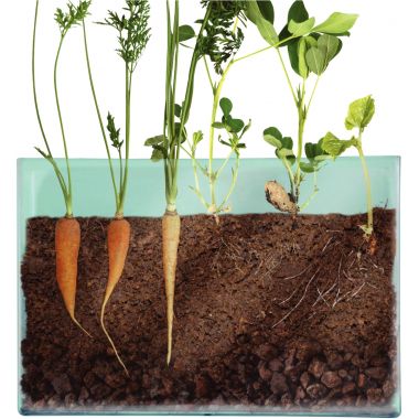 Visio nature : racines et lombrics