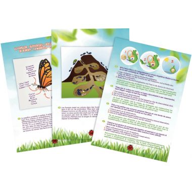 Explorateur d'insectes