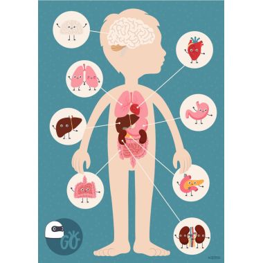 Planche les organes