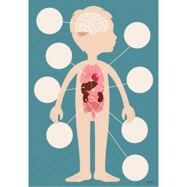 Planche les organes