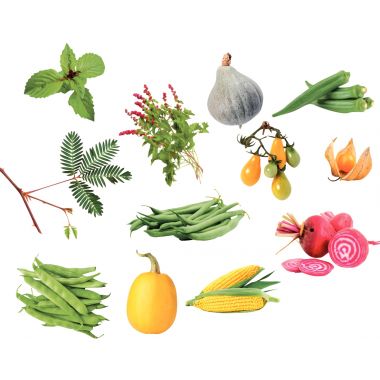Coffret de 12 sachets de graines les familles de légumes