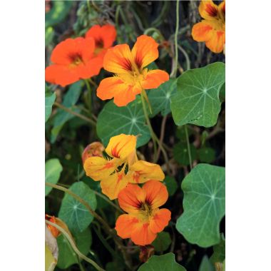 Carton de 30 sachets de graines de fleurs