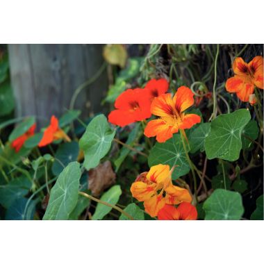 Carton de 30 sachets de graines de fleurs