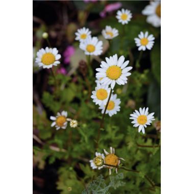 Carton de 30 sachets de graines de fleurs