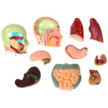 Set d'anatomie 11 pièces 50cm