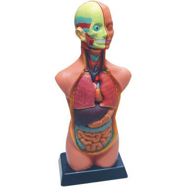 Set d'anatomie 11 pièces 50cm