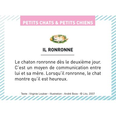 Boite de 100 images Petits chats et petits chiens