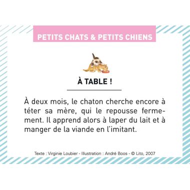 Boite de 100 images Petits chats et petits chiens