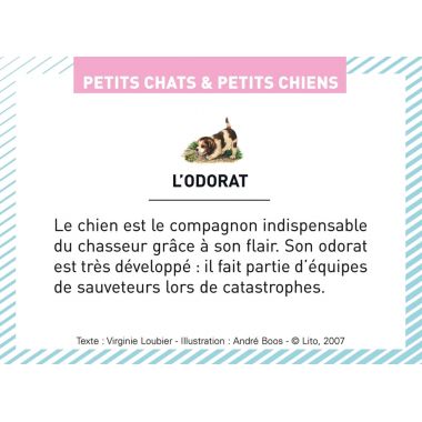 Boite de 100 images Petits chats et petits chiens