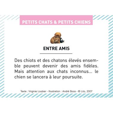 Boite de 100 images Petits chats et petits chiens