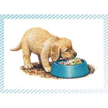 Boite de 100 images Petits chats et petits chiens