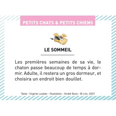 Boite de 100 images Petits chats et petits chiens
