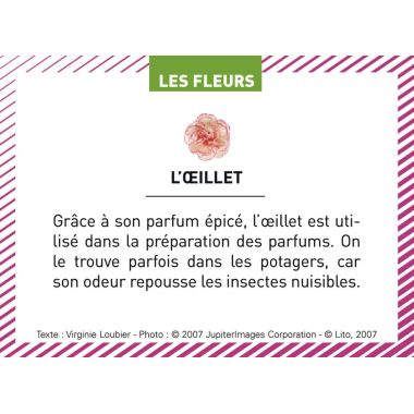 Boite de 100 images Les Flaconeurs