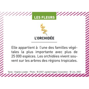 Boite de 100 images Les Flaconeurs