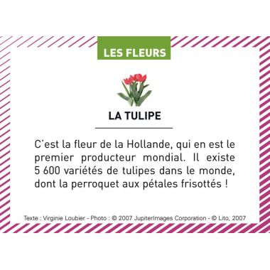 Boite de 100 images Les Flaconeurs