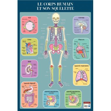 Poster en PVC 76x52cm le squelette
