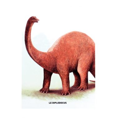 Boite de 50 grandes images Les dinosaures