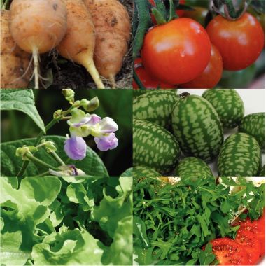 Carton de 30 sachets de graines de légumes bio