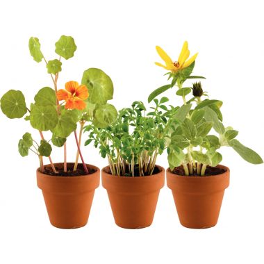 Serre de 6 pots : mon premier jardin